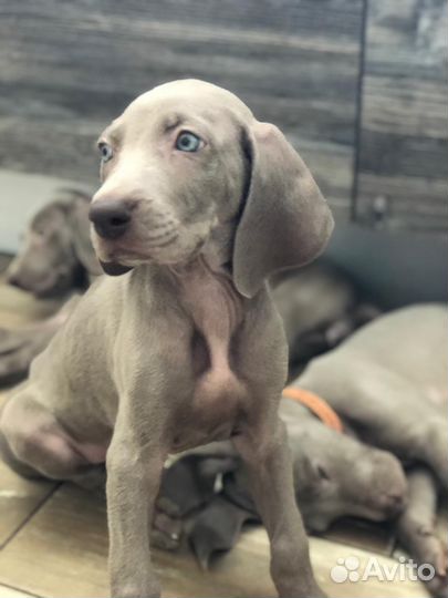 Щенки веймаранера документы РКФ