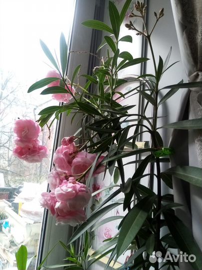 Цветок 8 летний Олеандр