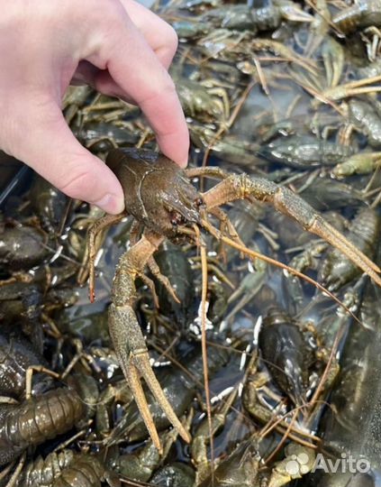 Живые раки. Доставка. Самовывоз