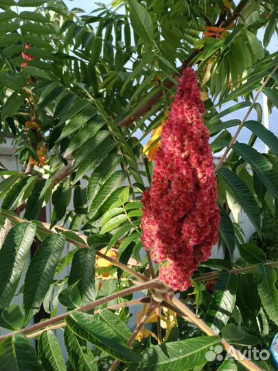 Саженцы сумах оленерогий