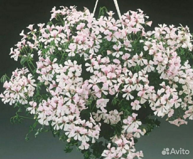 Пеларгония герань