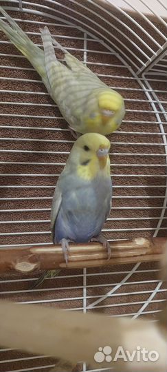 Волнистый попугай радужная получех самка