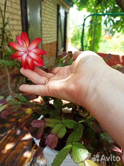 Цветы комнатные разные