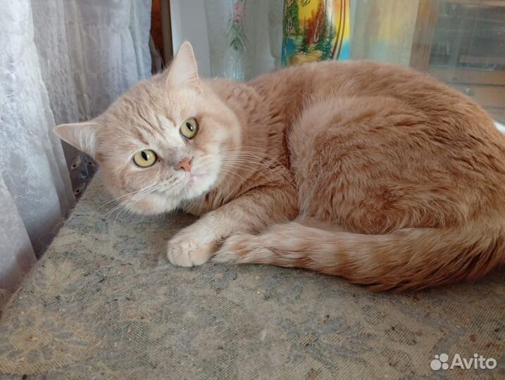 Шотландские кошки