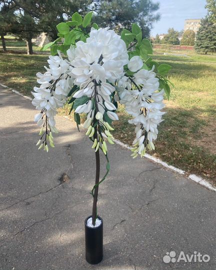 Интерьерная Глициния