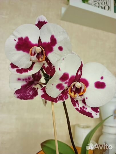 Орхидея фаленопсис