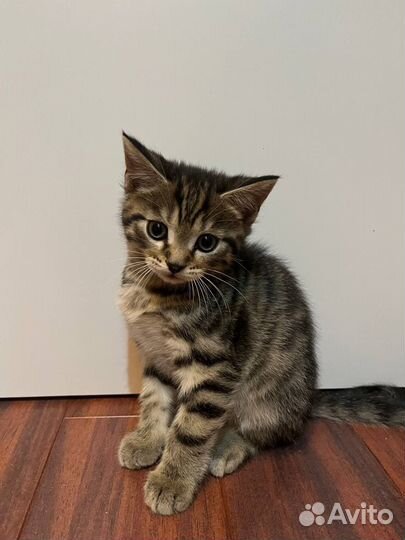 Кошка