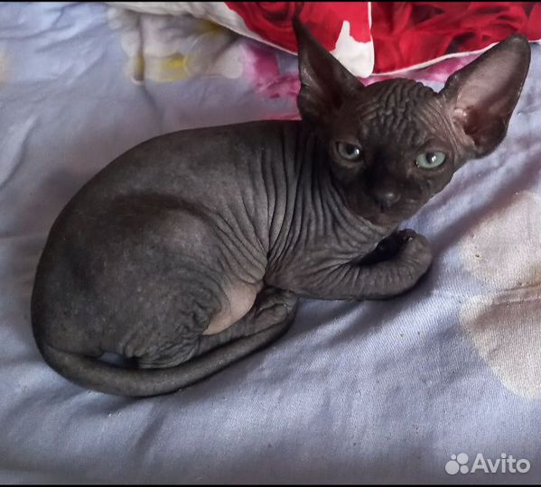 Канадский сфинкс котенок