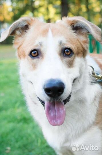 Отличный молодой пес Бимка в дар 1 год