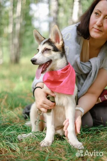 Щенок попала в приют, ищет дом