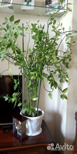 Комнатные растения цветы большие