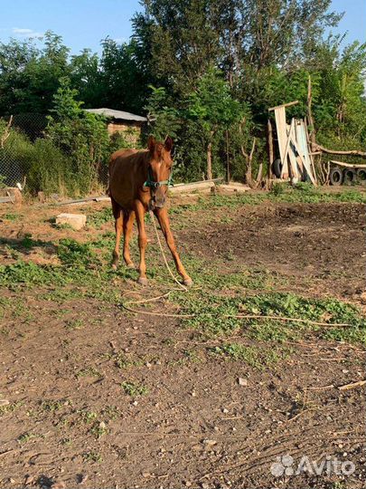 Лошадь кобыла