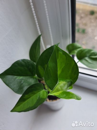 Сортовые Эпипремнумы