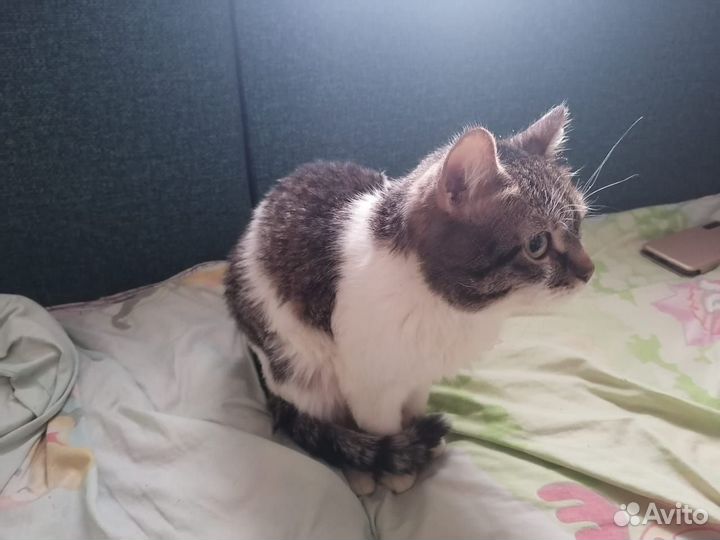 Отдам кота в добрые руки