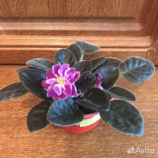 Фиалки сортовые. Пасынки химер