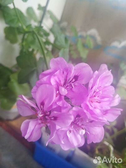 Пеларгония Твист, Звезда и Роза