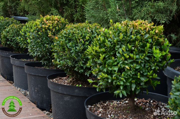 Самшит вечнозеленый сформированный шар зкс