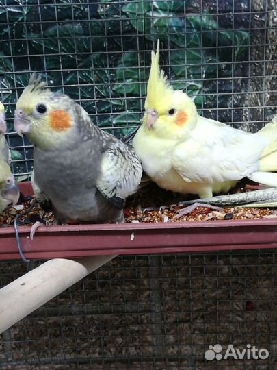 Попугай корелла птенцы, клетка