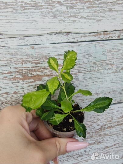 Дуранта, фикус,алоказии и др