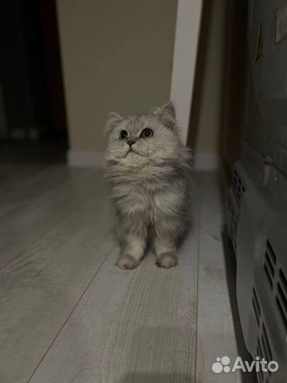 Шотландский кот