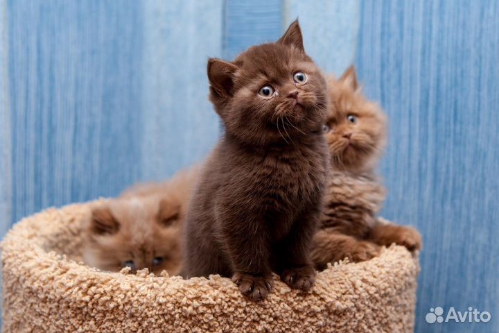 Передержка кошек на время отпуска