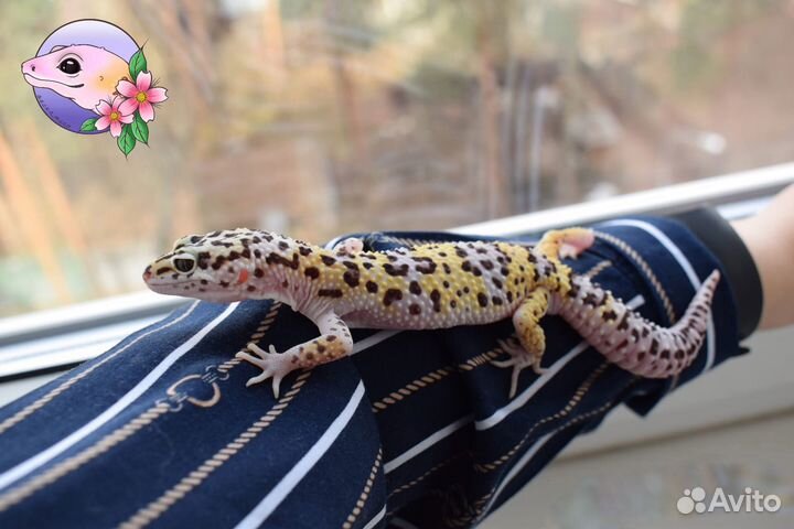 Геккон эублефар