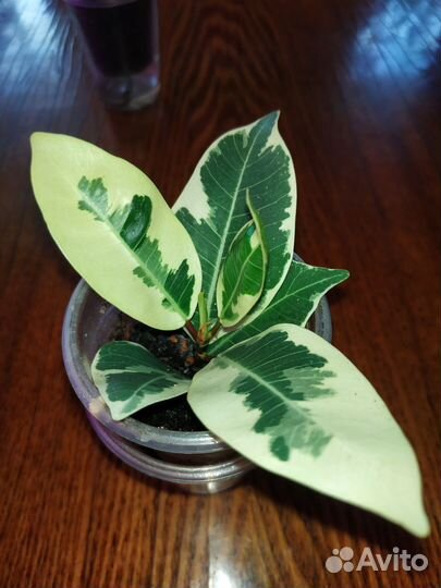 Фикус микрокарпа альбомаргината