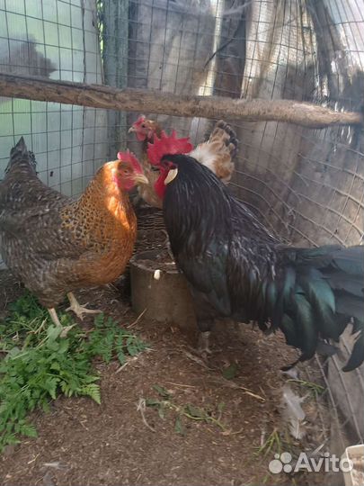 Породистые куры, цыплята и инкубационные яйцо