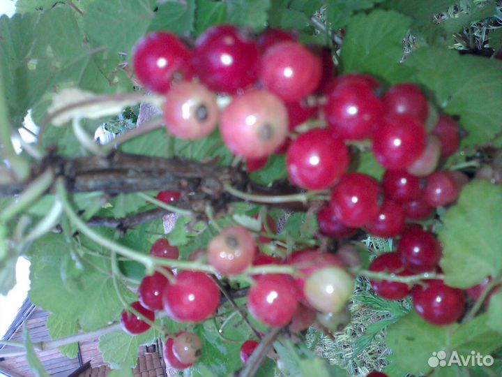 Смородина красная ранняя, чёрная крупная, белая