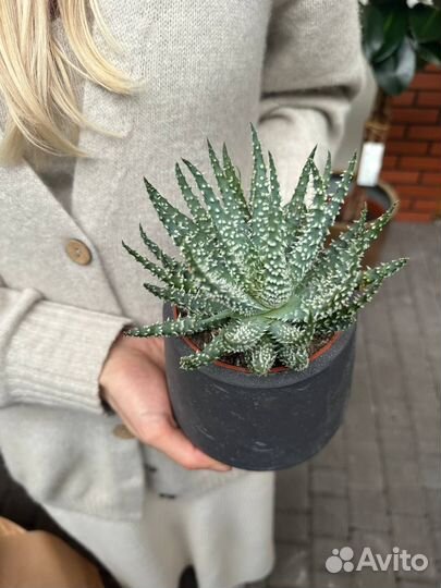 Кактусы, сукккленты