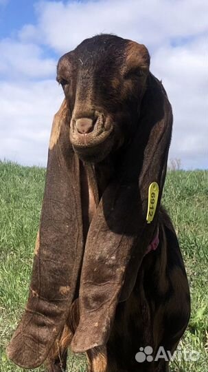 Козье молоко