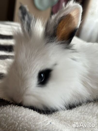 Миникролики