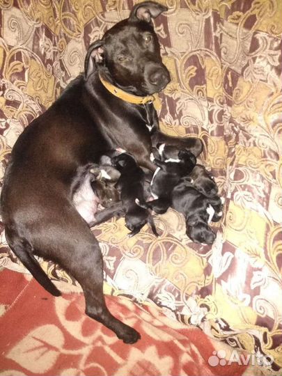 Щенки метисы питбуля