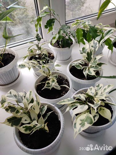 Фикус бенджамина пестролистный