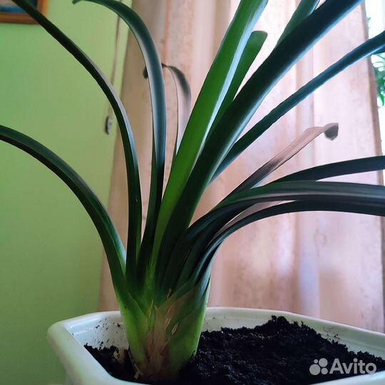 Амариллис, комнатный цветок