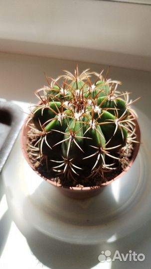 Кактусы и суккуленты