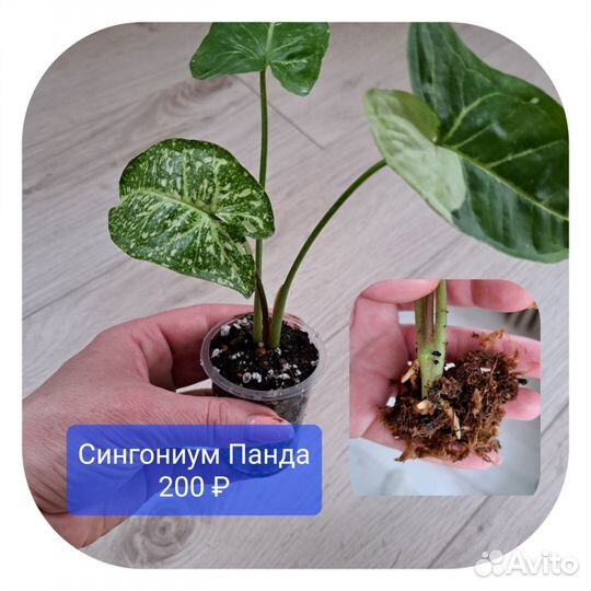 Ароидные. Филодендрон, Сингониум