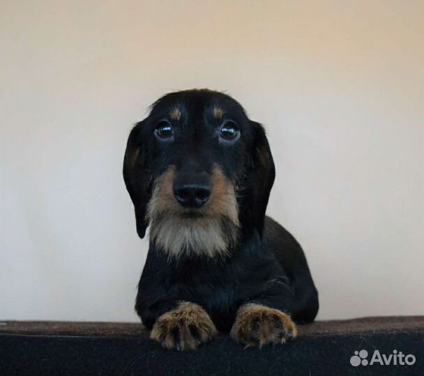 Такса миниатюрная жесткошëрстная