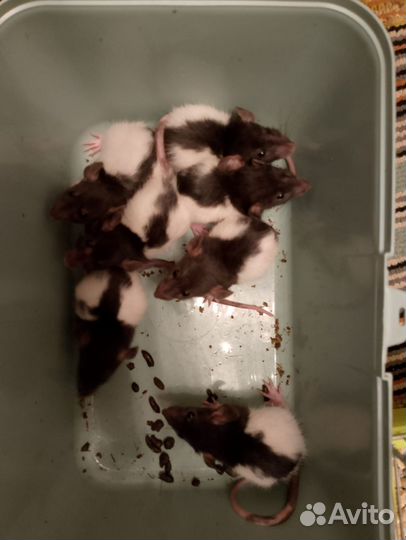 Крыса дамбо