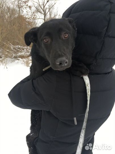 Щенок в добрые руки