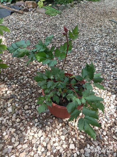 Астильба черная жемчужина (фиолетовая)