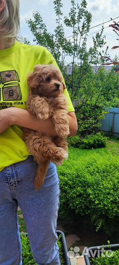 Мальтипу f1 мальчик стандартного размера