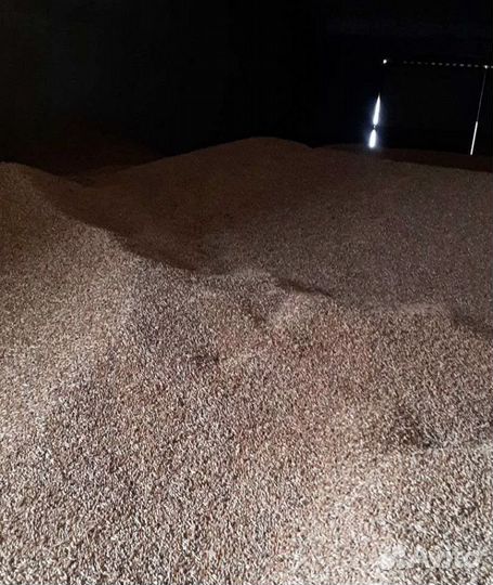 Просо, Гречиха на корм