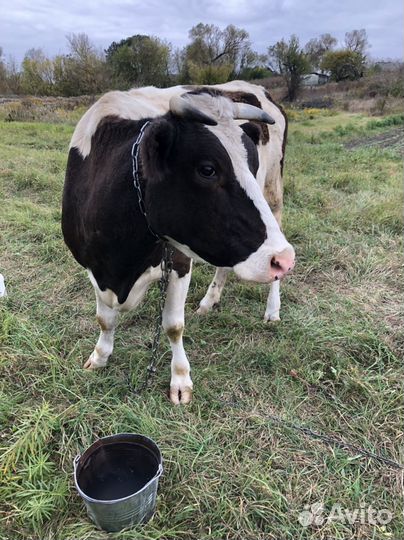 Корова дойная