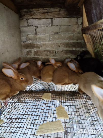 Самки взрослые рабочие