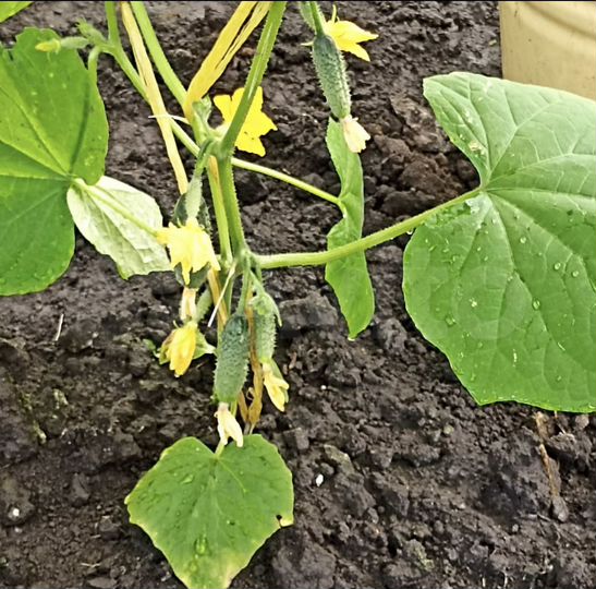 Дача 25 м² на участке 4,6 сот.