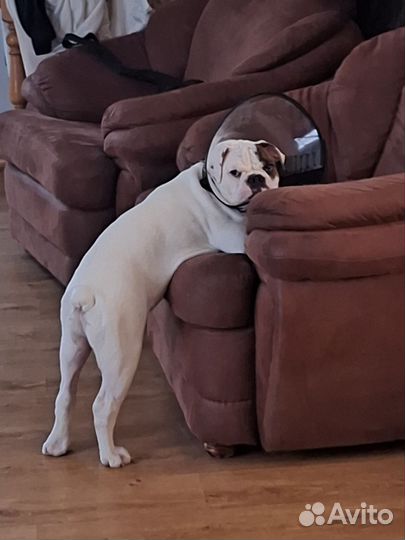 Американский булли