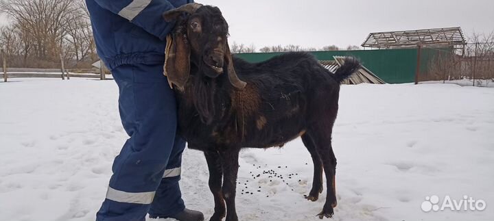 Нубийские козы