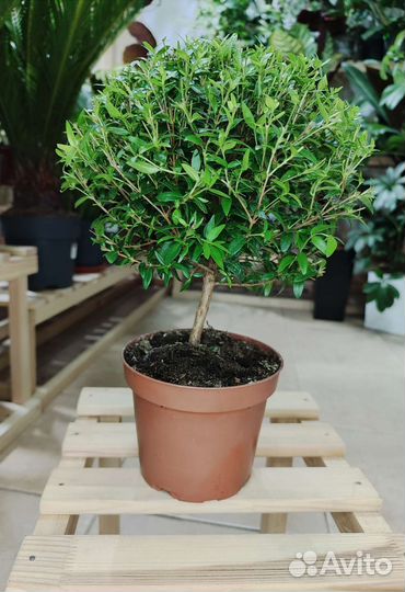 Миртовое дерево Communis