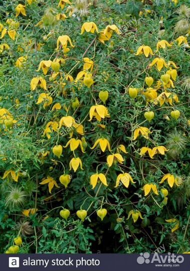 Семена многолетних расстений